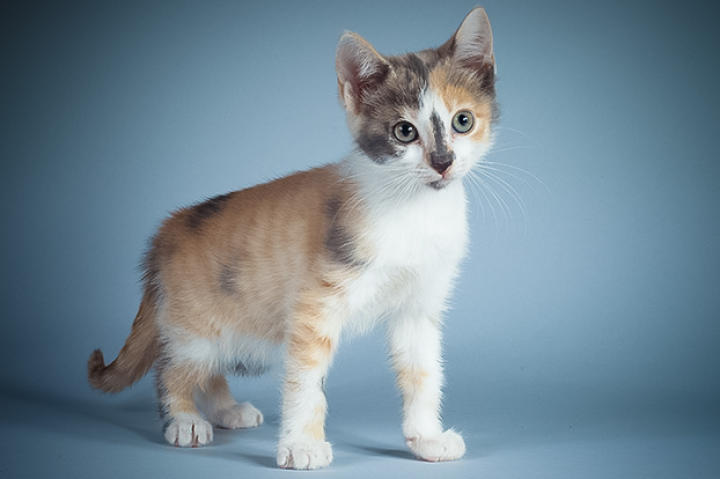 Name: Bermuda