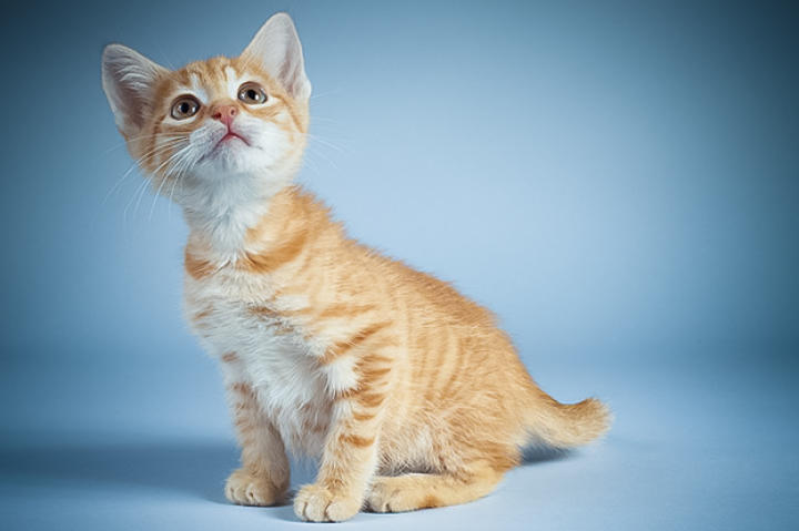 Name: Bert