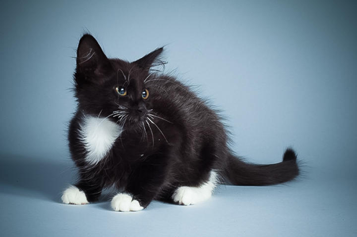 Name: Bolero