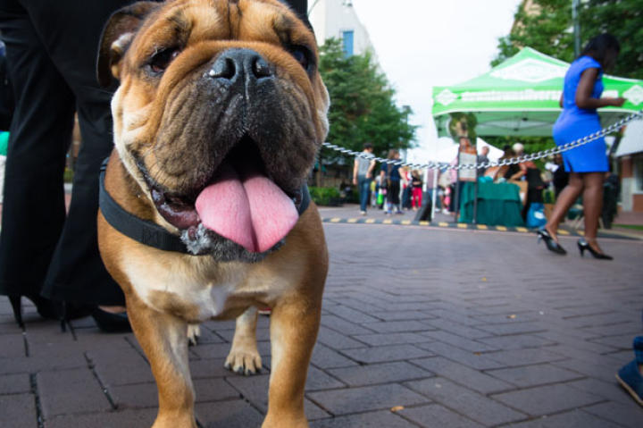 A bulldog says hello!