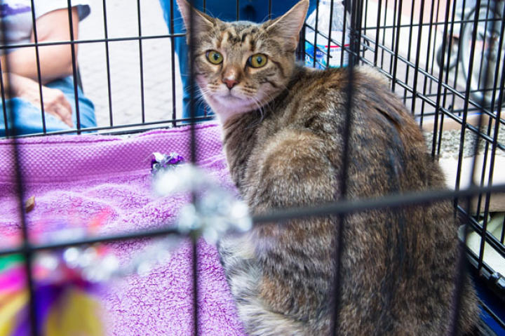 Candace the kitten from BARCS.