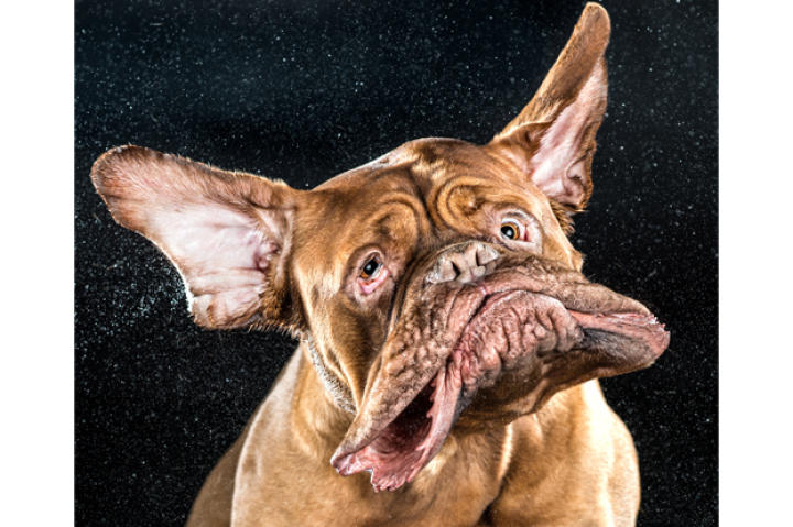 A Dogue de Bordeaux named Mane.