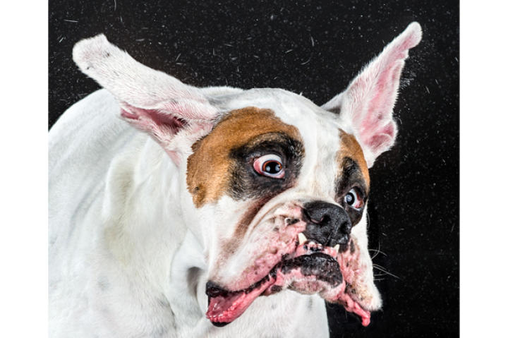 A Boxer named Dax.