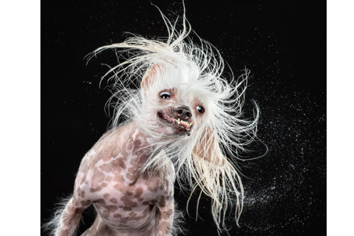 A Chinese Crested named Roz.