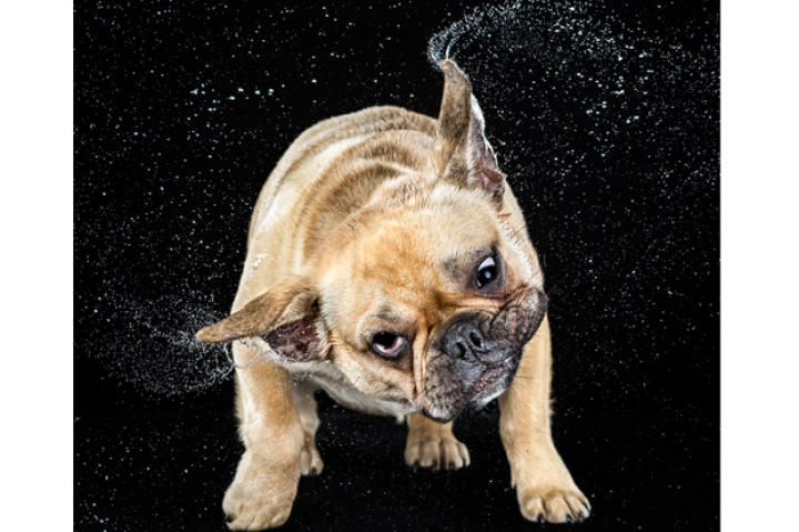 A French Bulldog named Vito.