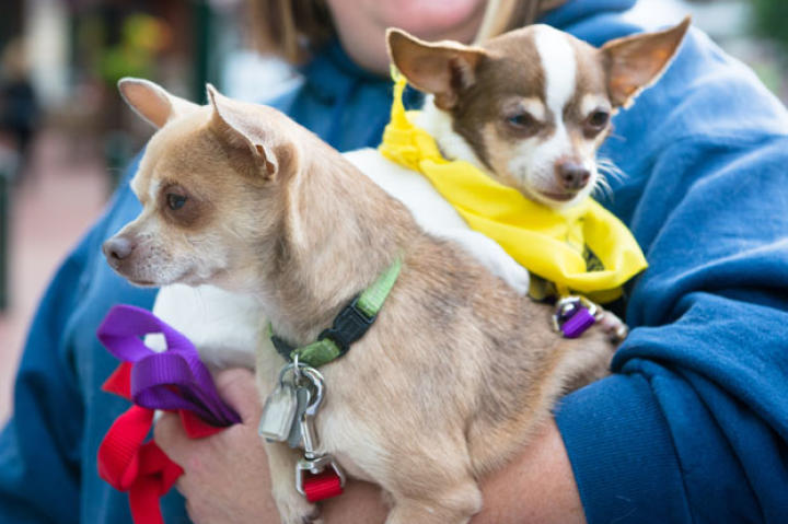 An armful of chihuahuas!