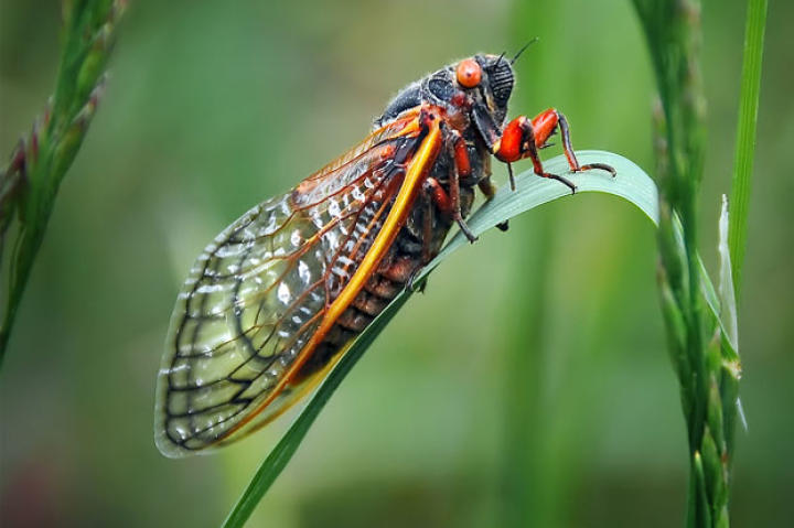 cicada