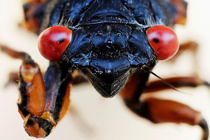 cicada
