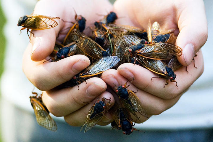 cicada