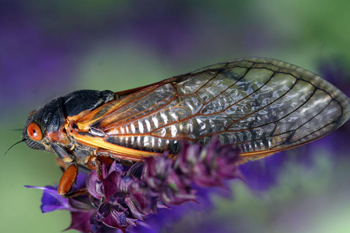 cicada