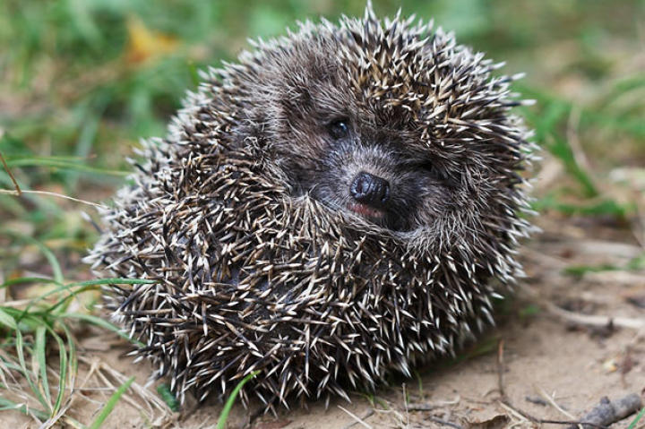 Frightened hedgehog