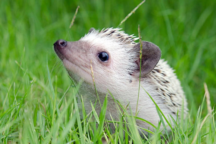 African Pygmy hedgehog