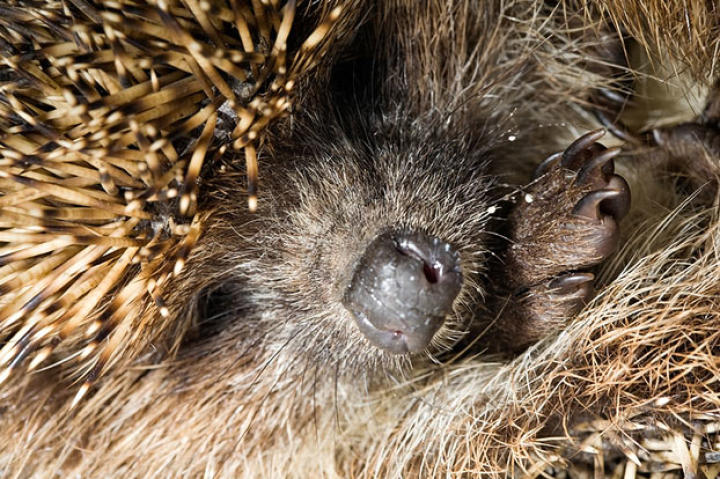 Hedgehog