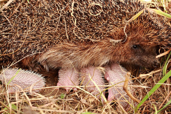 Mmall hedgehogs and their mother