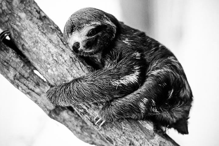 sloth