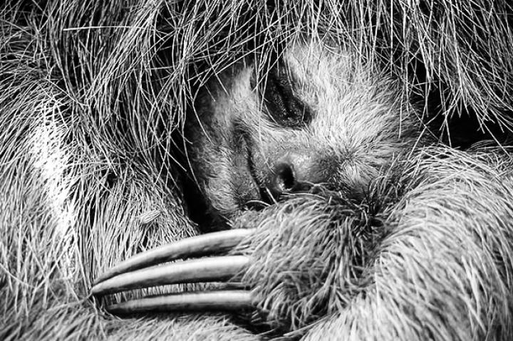 sloth