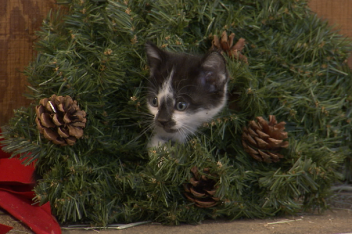 A cute kitten gets caught in a wreath.