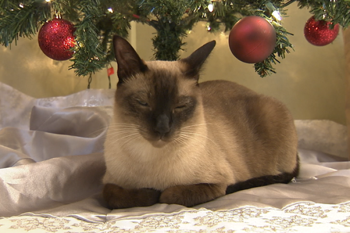 You don't need presents when you've got me under your tree.