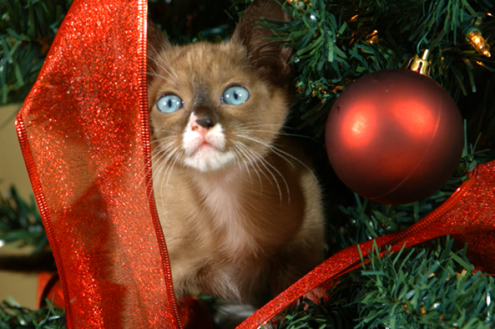 You put this tree up so I could climb it, right?