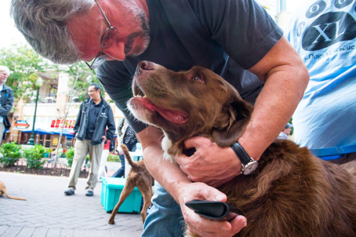 Even big dogs need rescuing. And cuddles.
