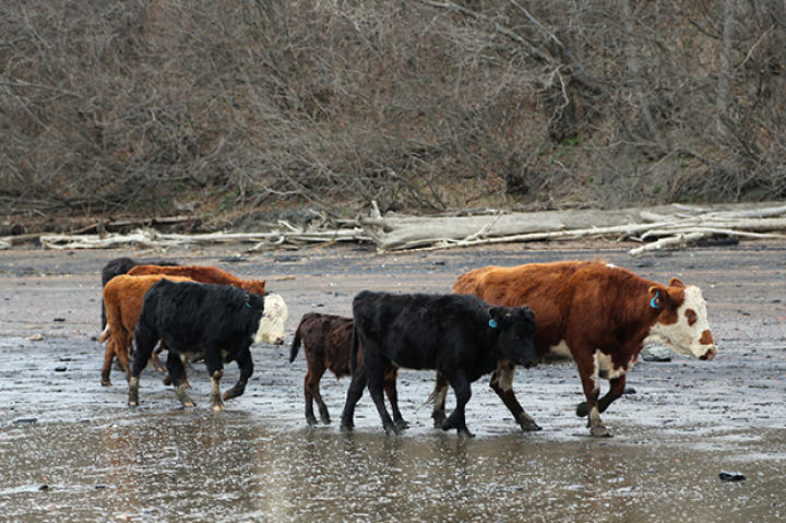 Several cattle trekking along the shoreline during the drive to the head of the bay.