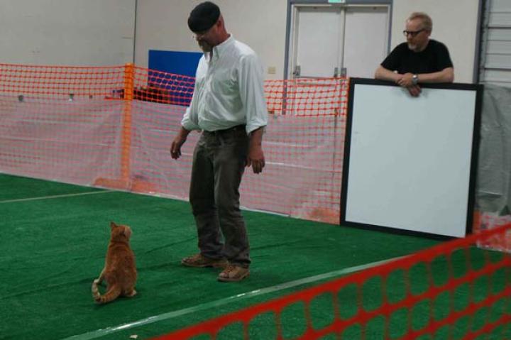 Meanwhile, Jamie and Adam tested whether herding cats is REALLY such an impossible task.