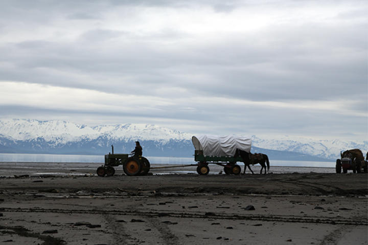 Shane Kilcher driving a tractor with wagon in tow, as he heads to the head of the bay for the cattle drive.