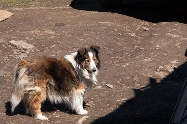 One of Otto and Charlotte's dogs hangs around the house, enjoying the beautiful weather and abundance of activity that accompanies a summer's day.