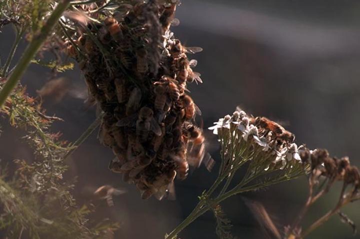 The queen and her surviving worker bees huddle together on a small branch, after being attacked by wasps and driven from their home.