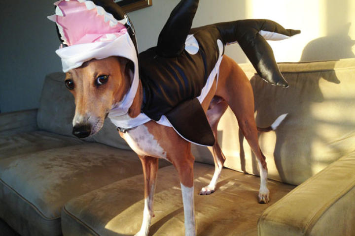 Who's the Cutest Halloween-Costume-Wearing Pet?