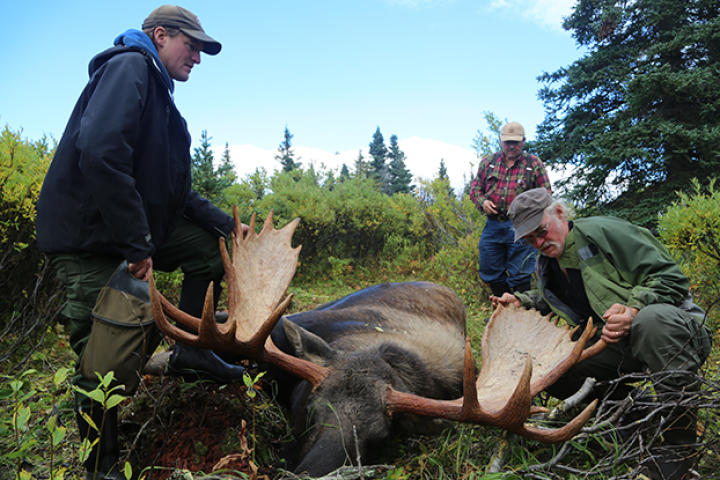 Atz Kilcher, Atz Lee Kilcher and Bruce take a look at the antlers on the moose that they just killed, which can show some of the moose's health history and also give an idea of its age.