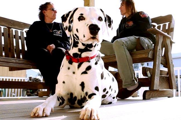 The people in the background are Maureen Haskell and Dawn Haskell-Carbone.
Timmy, Tommy, and Kenny Haskell were destined to join their family's business -- the NYFD. When their dad died, Timmy moved back in with his mother, Maureen, and he decided he wanted dog -- a Dalmatian named Blaze. He and Blaze were soul mates. On the morning of 9/11 all three brothers responded to the scene. Timmy and Tommy were in the towers when they fell. Maureen lost two sons. Completely devastated, the family leaned heavily on Blaze, trying to hold onto anything that reminded them of their sons. Blaze's unconditional love helped the family celebrate the lives of their hero sons rather than dwell on the way they died.
Pictured are Maureen Haskell and Dawn Haskell-Carbone with a Dalmation who resembles their beloved Blaze, who passed away in 2006.