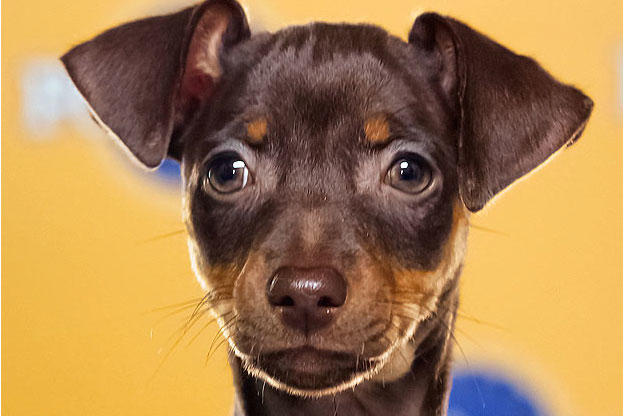 Name: Agatha