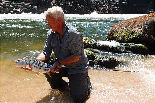 African tigerfish