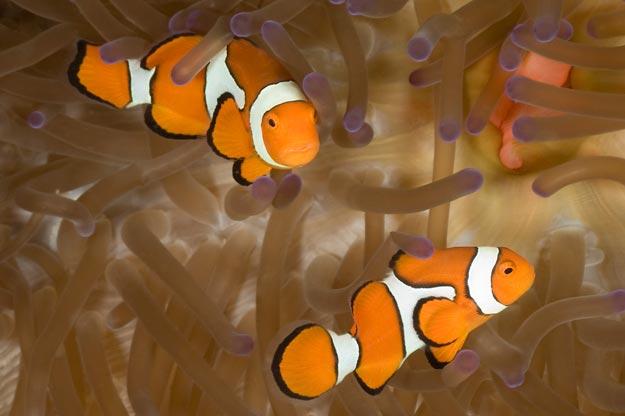 LiveScience.com took on the challenge of listing the top 500 cutest in the animal kingdom. We are sharing photos of their top 20 cutest in reverse order. Some may surprise you.
20. ClownfishiStockphoto/Thinkstock