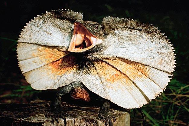18. Frilled Neck LizardJoshua Ets-Hokin/Corbis