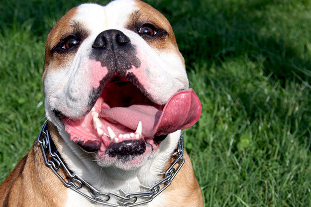 We feel you, Miley. Although, many may not understand the sticking-out-the-tongue thing, some of us get where you're going with that. It's all about delivery — more CUTE, less sexy. Here are a few pooches that pull off the look effortlessly ... Show that tongue, you cute little poochie, you!