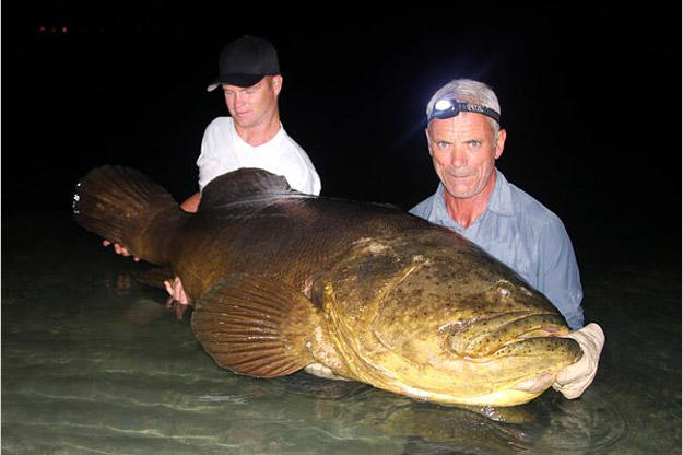 The goliath grouper is a critically endangered fish, one that Jeremy Wade quickly returned to the wild after inadvertently landing it.