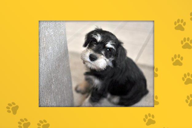 Name: Harlow
