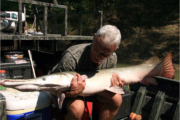 Alligator gar, like all fish, should be put back into the water as soon as possible. Once the fish can hold itself upright and propel itself unaided, it can be released.