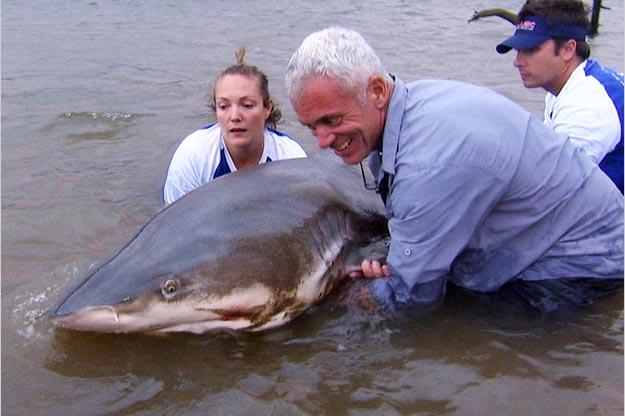 Jeremy Wade holds a massive bull shark that he caught in southern Africa's Zambezi River.
