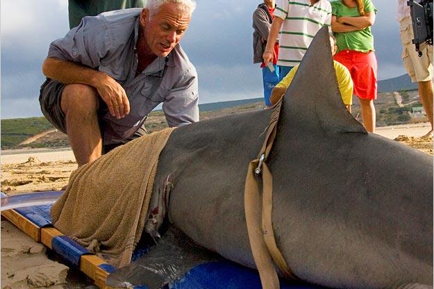 Jeremy Wade wasn't satisfied with the size of the bull shark he caught in Queensland, Australia, in Season 1 of River Monsters, so he decided to go for something a little bigger in Season 2.