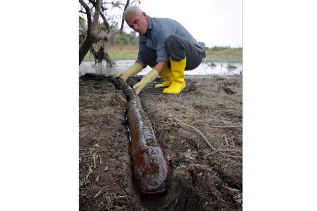 Electric eels come up for air every 10 to 15 minutes. They get 80 percent of their oxygen through breathing, absorbing it through vascular folds in the lining of their mouth.