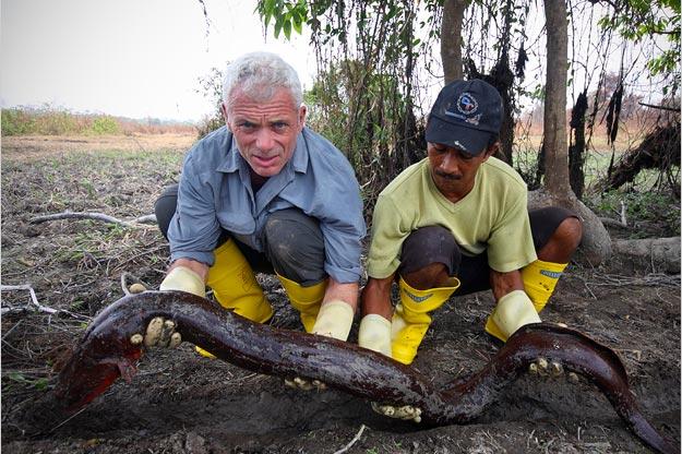 The electric eel can grow up to eight feet long and weigh up to 44 pounds. It's found in the waters of Guatemala, Argentina and the Caribbean island of Trinidad.