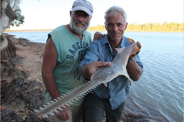 Freshwater Sawfish Pictures River Monsters Animal