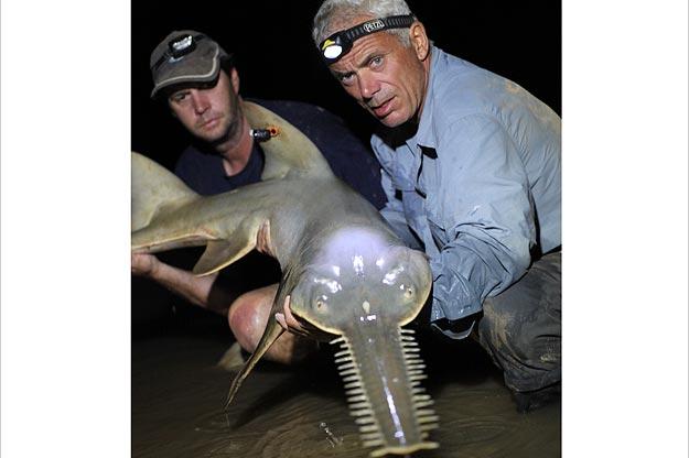 The freshwater sawfish has relatively underdeveloped eyes and poor eyesight. It relies on its highly sensitive rostrum — which is covered with motion- and electro-sensitive pores — to navigate and locate prey in the shallow, muddy waters it calls home.