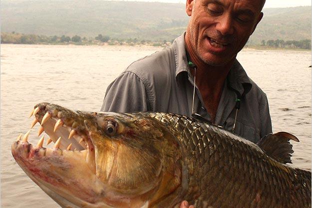 The main challenge of hooking a goliath tigerfish is rigging the bait. The fish typically chops off the rear end or underside of the bait, so you have to have more than one hook to catch one. However, if you have too many hooks, the fish won't even look at your bait. So the goliath tigerfish is by no means a dumb predator; deceiving it can be very hard.