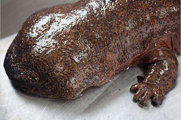 The Japanese giant salamander is the second largest salamander in the world, after the Chinese giant salamander. It grows to around five feet in length.