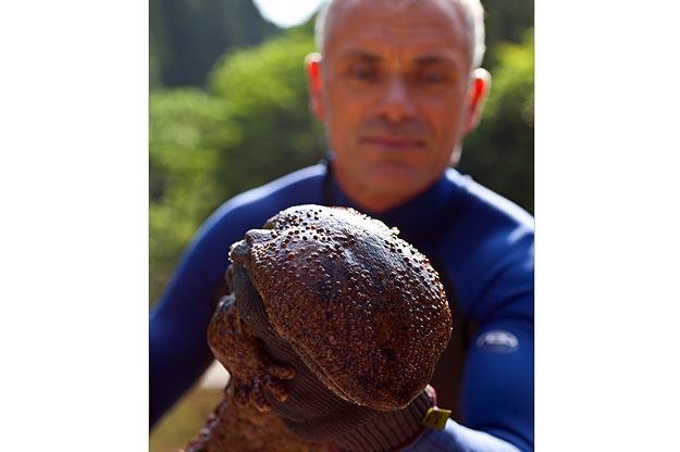 Japanese giant salamanders have what is called "nocturnal super senses." They sport sensory cells on their skin to help them detect vibrations in their environment in the water.