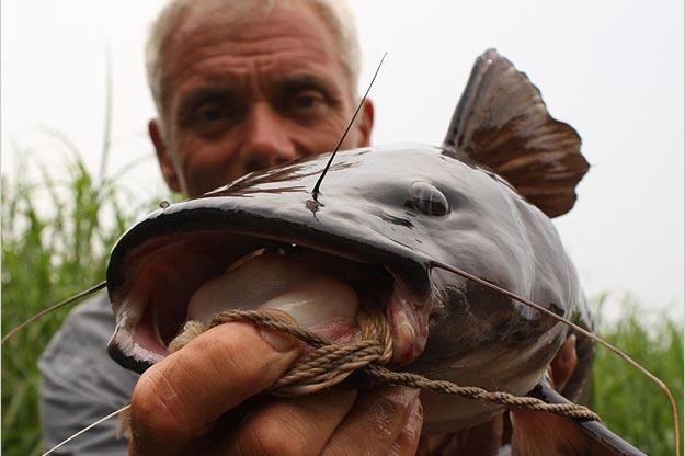 Very little is known about the Kamba catfish. It's assumed that this bizarre fish is an omnivore and, like most catfish, a bottom-feeder.